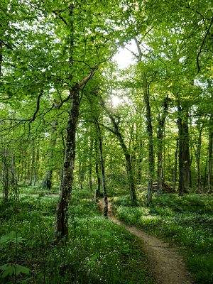 Los árboles verdes : Les arbres verts