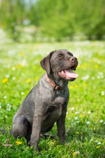 **Ese perro** : Ce chien (position intermédiaire)