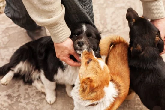 Me **gustan** los perros : J'aime les chiens