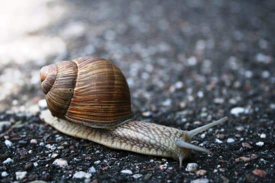 El caracol es el menos rápido de los animales : L'escargot est le moins rapide des animaux