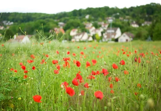 El campo era bello : La campagne était belle
