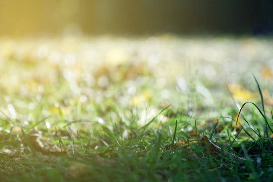 La hierba se ha vuelto amarilla : L'herbe a jauni