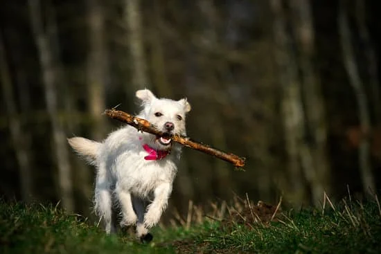 ¡Qué rápido corre este perro! : Comme ce chien court vite !