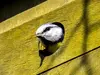 Ideally, it will find an entrance small enough to prevent larger **competitors** like the Great Tit from entering.