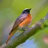 The song of the Redstart is a **grating trill** without the sound of crumpled paper.