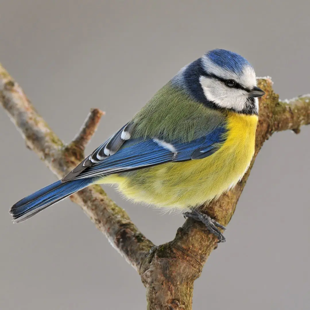 Eurasian Blue Tit
