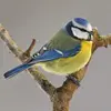 The Eurasian Blue Tit is immediately recognizable by its **yellow and blue** colors.