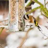 In **winter**, it will come to the **feeder**, attracted by the seeds.