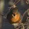 A Robin without a territory dies within a few weeks, which is why it **can be very aggressive** in defending its territory.