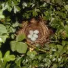 It nests in **trees and shrubs**.
