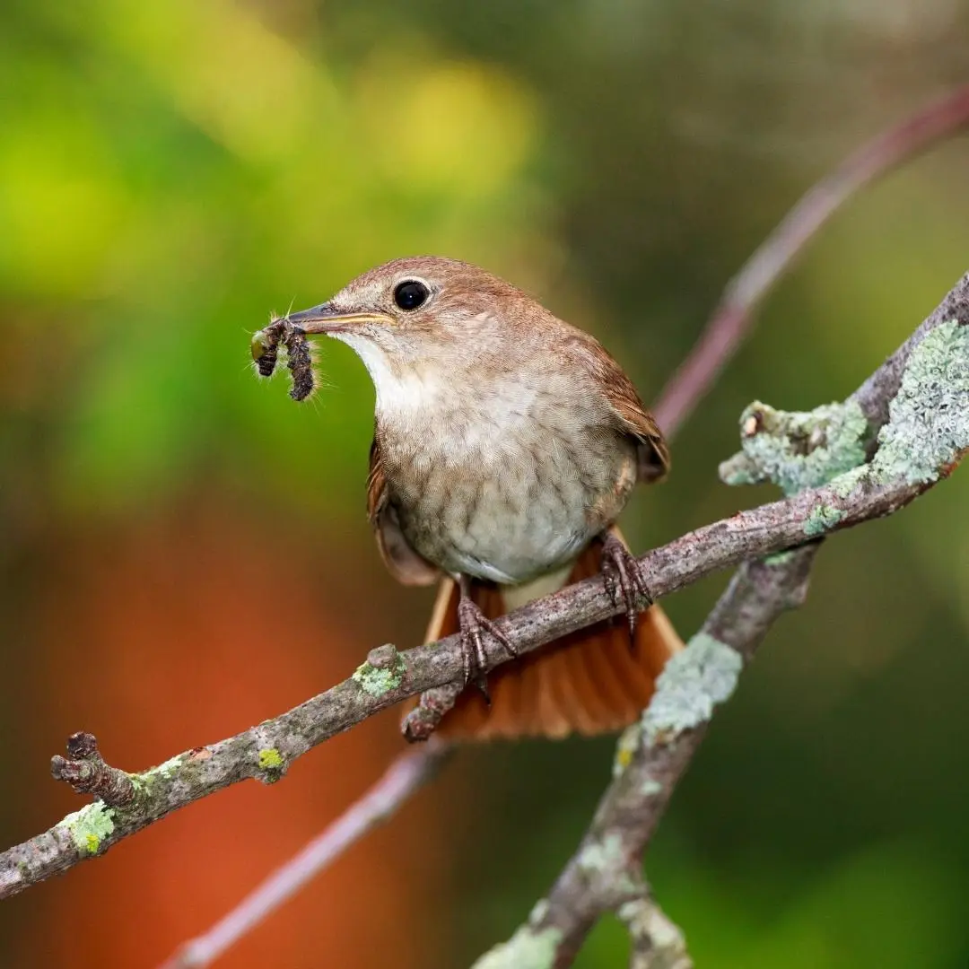 Ruiseñor alimentándose de insectos