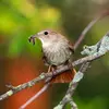 The Common Nightingale feeds on **berries, spiders, or small insects and larvae**.