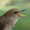The Common Nightingale has a **light brown** head, **black eyes** with a **clear eye-ring**.