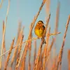 You can often notice Yellowhammers in **harvested fields** searching for **seeds**.