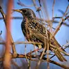 The Common Starling lives in **cultivated wooded regions** and in **deciduous or mixed woods**.