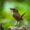 The Eurasian Wren feeds on **insects and spiders** in the bushes.