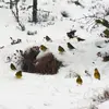 The Yellowhammer moves in **small groups in winter**.