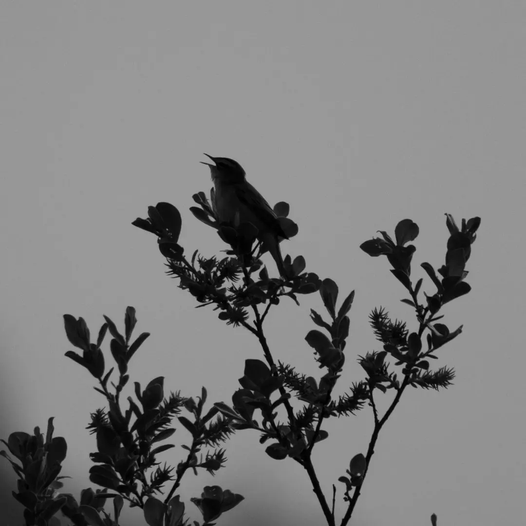Luí grosso canto sugli alberi