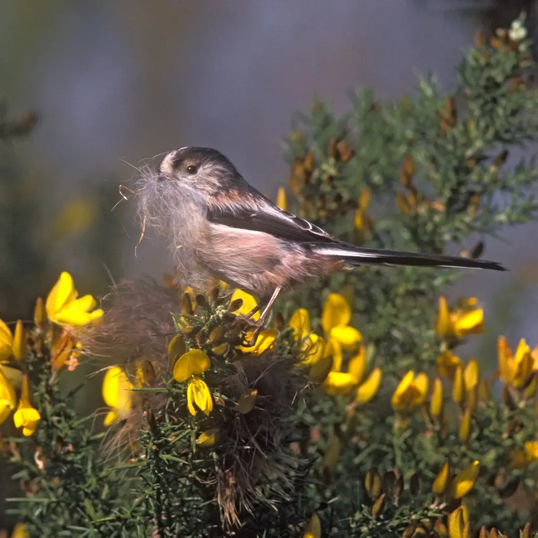 Long-tailed tit nest