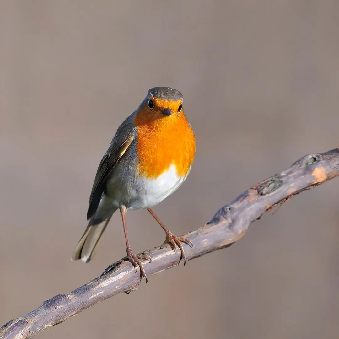 petirrojo europeo con pecho naranja