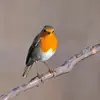 The European Robin is easily recognized by the **orange color** of its throat and chest, which extends up to its forehead.