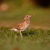 It closely resembles the **Song Thrush** but is larger. Here is a Song Thrush...