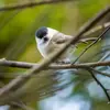 The Marsh Tit produces **many very different calls**.