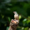 The song of the Eurasian Nuthatch is a **whistled rhythm "tuituituitui" or "tiutiutiu"** slow or fast, sometimes with trills.