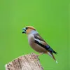 Perched or in flight, the Hawfinch sometimes makes **piercing calls, more or less brief "tsic"**.