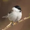 The Marsh Tit has a **black cap extending to the nape**.
