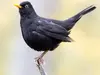 The Common Blackbird has **black** plumage.