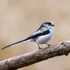 The Long-tailed Tit is easily recognizable by its **silhouette**: a small round body and a very long tail.