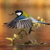 The Great Tit is easily observable **all year round in gardens**, being one of the most **common** species.