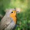 The European Robin has a **fine beak typical of an insectivore**.