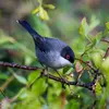 The Sardinian Warbler feeds on **insects, fruits, and nectar**.