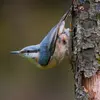 The Eurasian Nuthatch is often seen **clinging to a trunk head down**.
