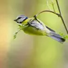 The Eurasian Blue Tit is often caught in **acrobatics**, hanging upside down at the **ends of branches** in search of **food**.