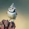 The European Crested Tit is instantly recognizable by its **black and white crest** on the head.