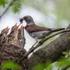 The breeding season of the Fieldfare extends from **April to July**.