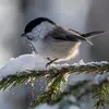 The Willow Tit copes better with **altitude** than the Marsh Tit.