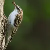 The Short-toed Treecreeper hunts **insects and spiders** in the crevices of trees.