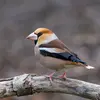 The Hawfinch is easily recognized by its silhouette: a **broad head and neck** and a large, **thick and powerful** beak.