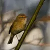 The Common Chiffchaff is noticed by its **song** rather than its brown-gray plumage.