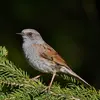 The Dunnock lives in **mixed and coniferous woods** and in **dense parks and gardens**.