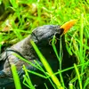 The Common Blackbird searches for food on the **ground**, sifting through mown lawns for **worms**.