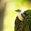 The European Pied Flycatcher is **cavity-nesting** and can also settle in **nest boxes**.