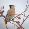 The Bohemian Waxwing is recognized by its silhouette: it is **stocky** with a **short tail** and a **crest**!