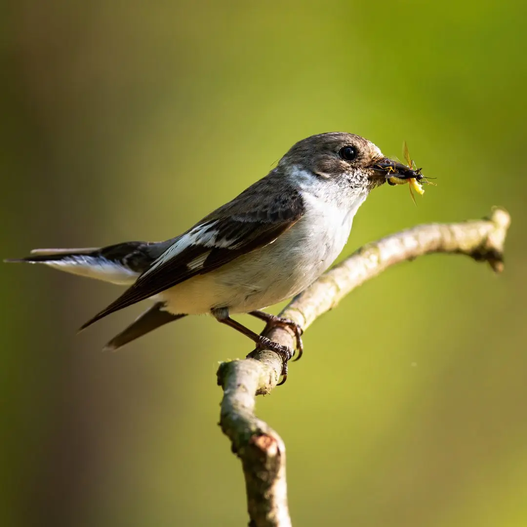 Trauerschnäpper jagt Insekten