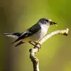 The European Pied Flycatcher is an **insect hunter**.