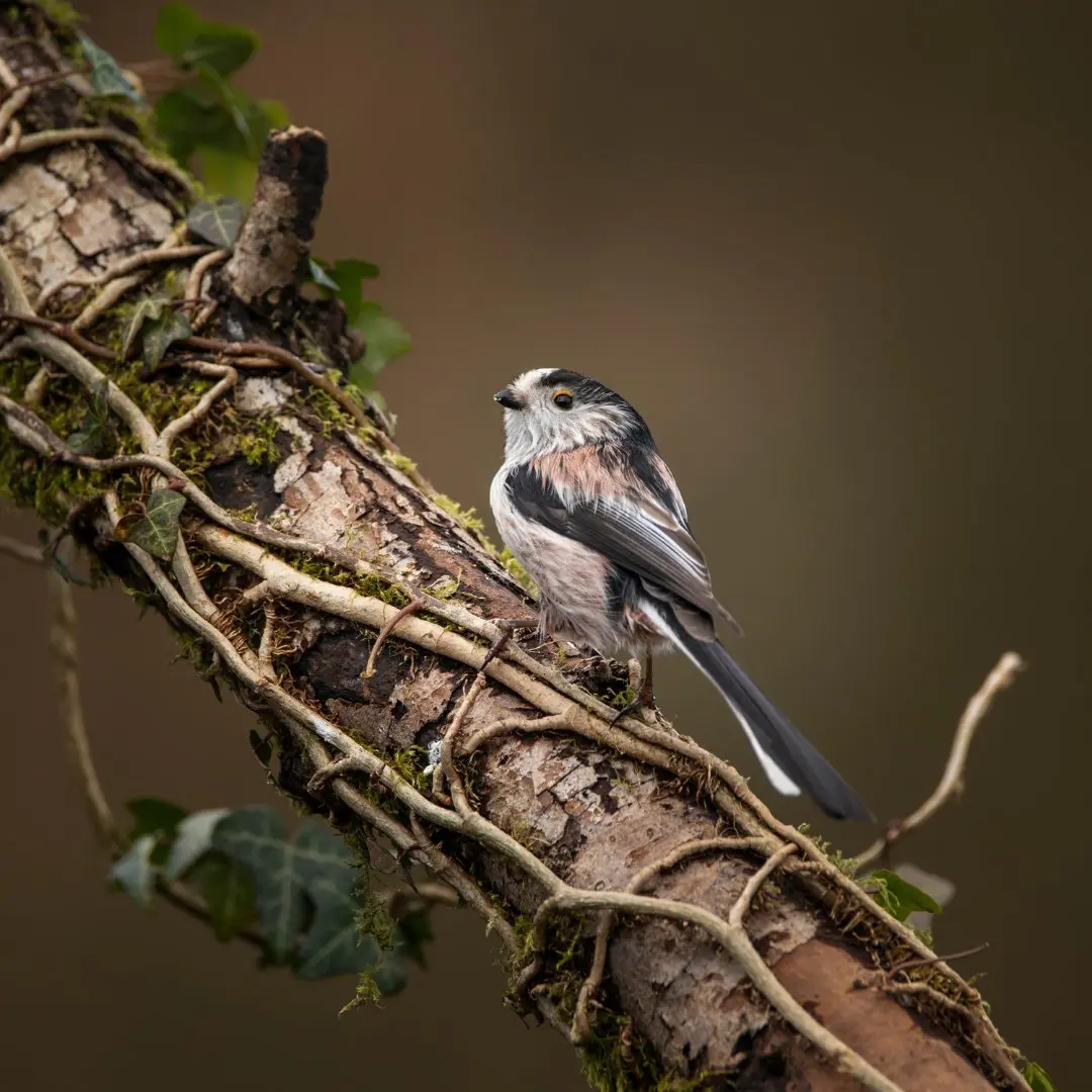 Long-tailed tit habitat